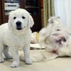 ひまわりの仔犬 2021年4月10日生れⅢ お別れ会(6月5日撮影)-1