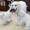 ひまわりの仔犬 2021年4月10日生れⅢ お別れ会(6月5日撮影)-1