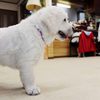 ひまわりの仔犬 2021年4月10日生れⅢ お別れ会(6月5日撮影)-2