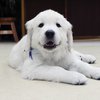 ひまわりの仔犬 2021年4月10日生れⅢ お別れ会(6月5日撮影)-2