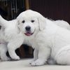 ひまわりの仔犬 2021年4月10日生れⅢ お別れ会(6月5日撮影)-2