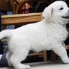 ひまわりの仔犬 2021年4月10日生れⅢ お別れ会(6月5日撮影)-1