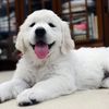 ひまわりの仔犬 2021年4月10日生れⅢ お別れ会(6月5日撮影)-2