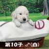 カシーの子犬 2022年2月10日生れⅡ 父犬:ピース  生後25日