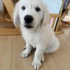 カシーの子犬(父犬:ピース)  2022年2月10日生れⅣ 6月22日編集-2　