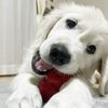 カシーの子犬(父犬:ピース)  2022年2月10日生れⅣ 6月22日編集-2　