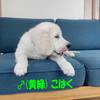 カシーの子犬(父犬:ピース)  2022年2月10日生れⅣ 6月22日編集-2　