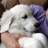 カシーの子犬(父犬:ピース)  2022年2月10日生れⅣ 6月22日編集-2　