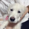 カシーの子犬(父犬:ピース)  2022年2月10日生れⅣ 6月22日編集-1　