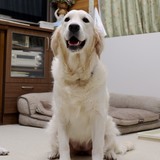 カシーの子犬(父犬:ピース) 2022年10月31日生れⅡ 11月22日撮影　