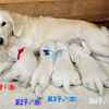 カシーの子犬(父犬:ピース) 2022年10月31日生れⅠ 11月18日撮影　