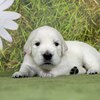 カシーの子犬(父犬:ピース) 2022年10月31日生れⅠ 11月18日撮影　