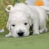 カシーの子犬(父犬:ピース) 2022年10月31日生れⅠ 11月18日撮影　