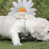 カシーの子犬(父犬:ピース) 2022年10月31日生れⅠ 11月18日撮影　