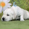 カシーの子犬(父犬:ピース) 2022年10月31日生れⅠ 11月18日撮影　