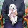 カシーの子犬(父犬:ピース) 2022年10月31日生れⅡ 11月22日撮影　