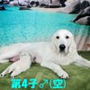 リサの子犬(父犬:ナイト) 2022年12月13日生れⅠ 　