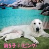 リサの子犬(父犬:ナイト) 2022年12月13日生れⅠ 　