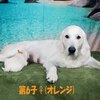 リサの子犬(父犬:ナイト) 2022年12月13日生れⅠ 　