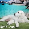 リサの子犬(父犬:ナイト) 2022年12月13日生れⅠ 　