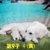 リサの子犬(父犬:ナイト) 2022年12月13日生れⅠ 　