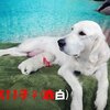 リサの子犬(父犬:ナイト) 2022年12月13日生れⅠ 　