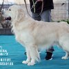 リサの子犬(父犬:ナイト) 2022年12月13日生れⅠ 　