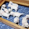 リサの子犬(父犬:ナイト) 2022年12月13日生れⅠ 　