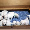 リサの子犬(父犬:ナイト) 2022年12月13日生れⅠ 　