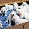 リサの子犬(父犬:ナイト) 2022年12月13日生れⅠ 　