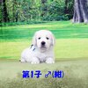 リサの子犬(父犬:ナイト) 2022年12月13日生れⅡ-1       1/23日撮影　