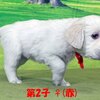 リサの子犬(父犬:ナイト) 2022年12月13日生れⅡ-1       1/23日撮影　