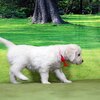 リサの子犬(父犬:ナイト) 2022年12月13日生れⅡ-1       1/23日撮影　