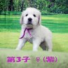 リサの子犬(父犬:ナイト) 2022年12月13日生れⅡ-1       1/23日撮影　