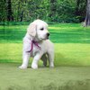 リサの子犬(父犬:ナイト) 2022年12月13日生れⅡ-1       1/23日撮影　