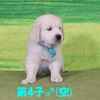 リサの子犬(父犬:ナイト) 2022年12月13日生れⅡ-1       1/23日撮影　