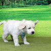 リサの子犬(父犬:ナイト) 2022年12月13日生れⅡ-1       1/23日撮影　