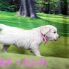 リサの子犬(父犬:ナイト) 2022年12月13日生れⅡ-1       1/23日撮影　