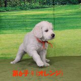 リサの子犬(父犬:ナイト) 2022年12月13日生れⅡ-2      1/23日撮影　