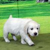 リサの子犬(父犬:ナイト) 2022年12月13日生れⅡ-2      1/23日撮影　