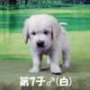 リサの子犬(父犬:ナイト) 2022年12月13日生れⅡ-2      1/23日撮影　