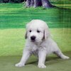 リサの子犬(父犬:ナイト) 2022年12月13日生れⅡ-2      1/23日撮影　