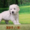 リサの子犬(父犬:ナイト) 2022年12月13日生れⅡ-2      1/23日撮影　