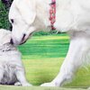 リサの子犬(父犬:ナイト) 2022年12月13日生れⅡ-2      1/23日撮影　