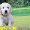 リサの子犬(父犬:ナイト) 2022年12月13日生れⅡ-2      1/23日撮影　