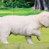 リサの子犬(父犬:ナイト) 2022年12月13日生れⅡ-2      1/23日撮影　