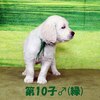 リサの子犬(父犬:ナイト) 2022年12月13日生れⅡ-2      1/23日撮影　