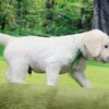 リサの子犬(父犬:ナイト) 2022年12月13日生れⅡ-2      1/23日撮影　