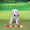リサの子犬(父犬:ナイト) 2022年12月13日生れⅡ-3        1/23日撮影　