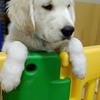 カシーの子犬(父犬:ピース)  2022年10月31日生れⅢ　